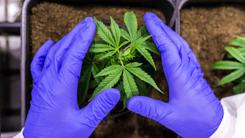cannabis