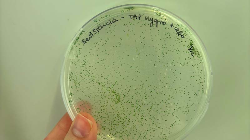Ingenier&iacute;a en Biotecnolog&iacute;a