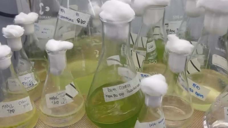 Ingenier&iacute;a en Biotecnolog&iacute;a